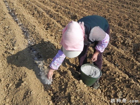 多子芋如何种植？