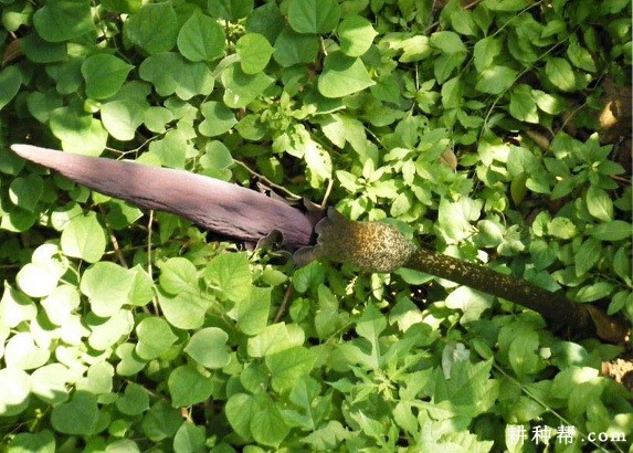 种植魔芋为什么要除花保叶？