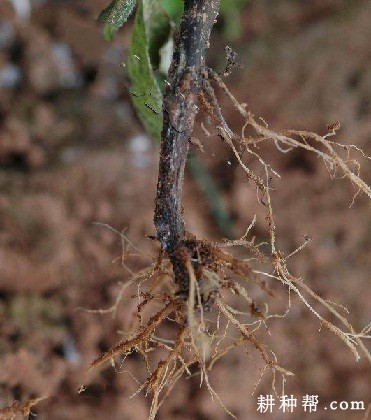 马铃薯茎基腐病如何防治？