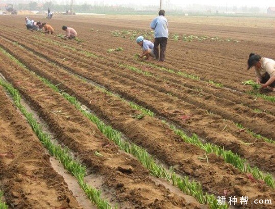 大葱什么时候定植好？