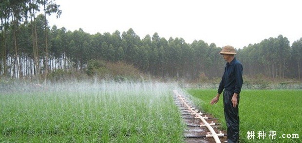 韭菜种植环境条件有哪些？