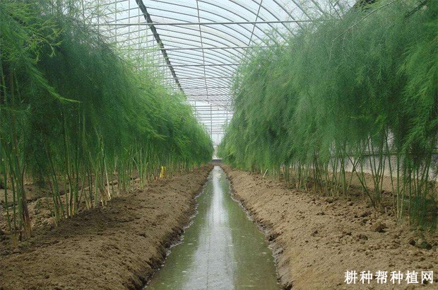 采用塑料大棚种植芦笋需要注意什么？