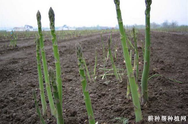 种植芦笋怎么选地？