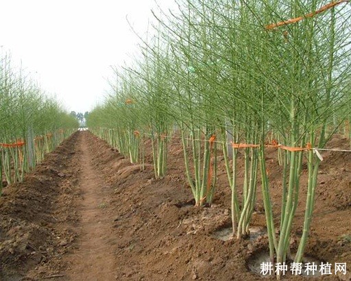 种植芦笋怎么选地？