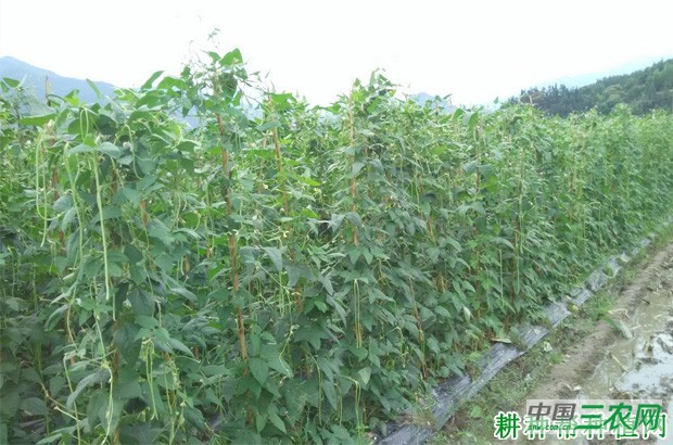 豆角落花落荚怎么办？