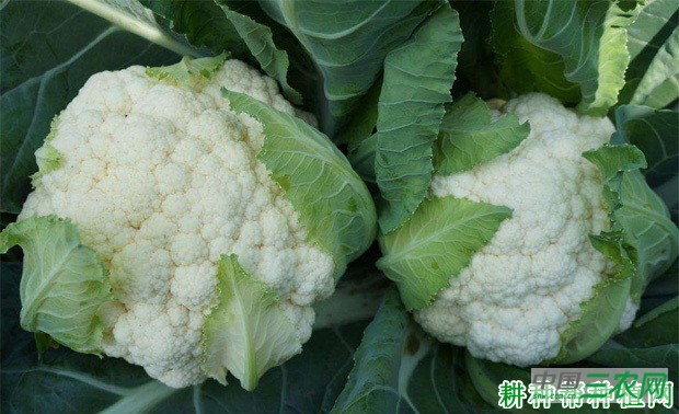 花椰菜（花菜、菜花）不能和什么东西一起吃？