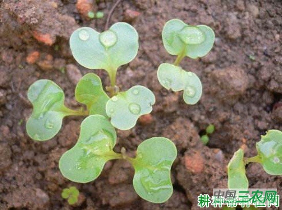 冬春季种植芥蓝需要注意什么？