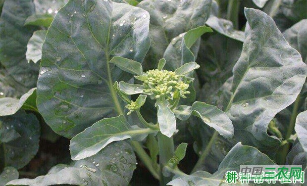 夏季种植芥蓝需要注意什么？