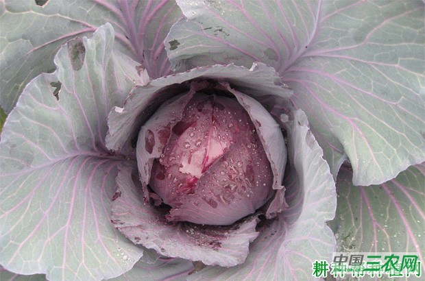紫甘蓝如何用大棚种植？