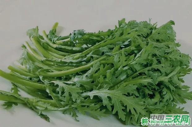 茼蒿菜不能和什么一起吃？