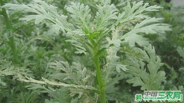 夏季种植茼蒿菜需要注意什么？