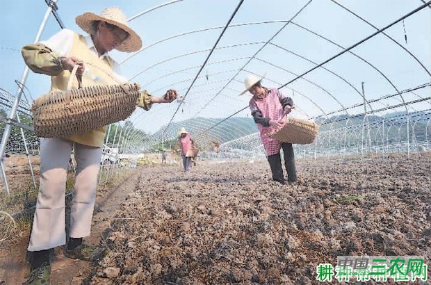 大棚种植茼蒿菜需要注意什么？