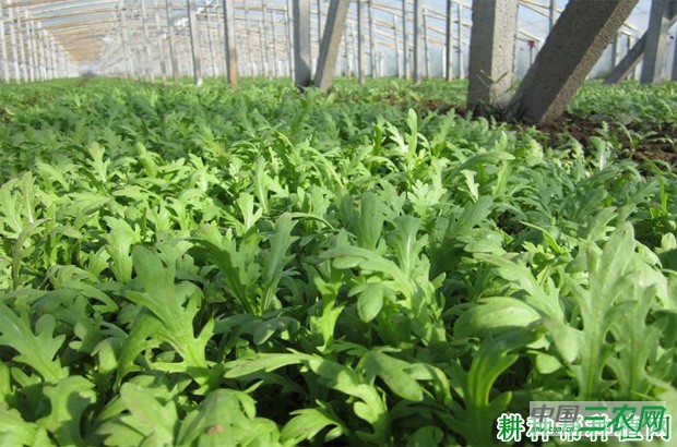 大棚种植茼蒿菜需要注意什么？