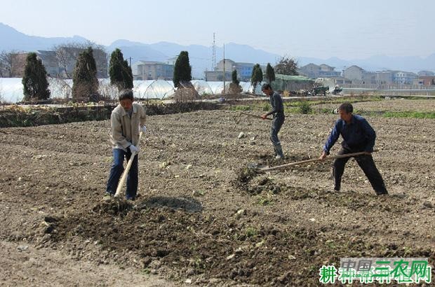 莴笋（莴苣）苗如何移栽定植？