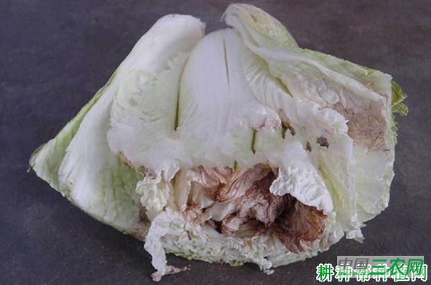 大白菜栽培需要注意什么？