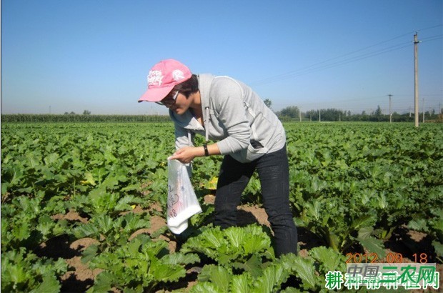 种植大白菜怎样施肥？