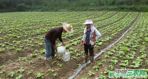 种植大白菜怎样施肥？