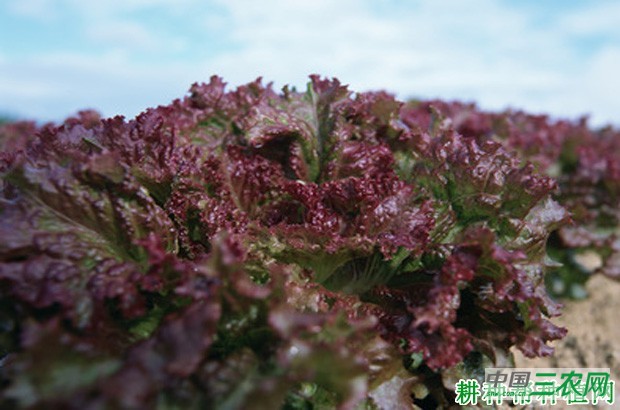 生菜品种有哪些？