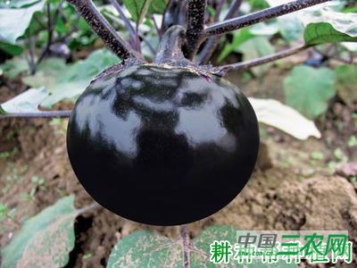 园杂471茄子品种好不好？