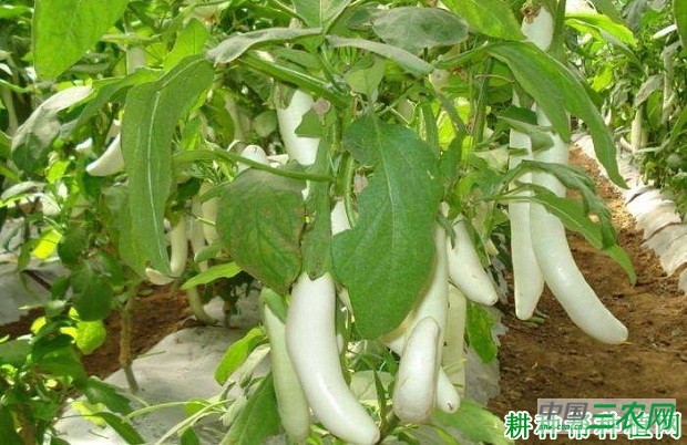 象牙白2号茄子品种好不好？