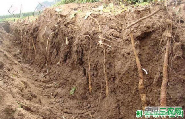 山药在田间越冬要不要盖土？