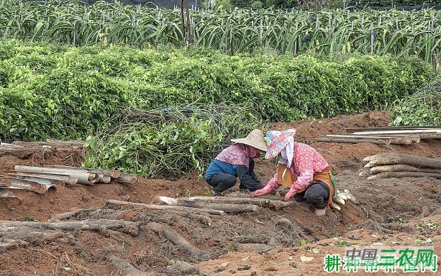 夏收山药好不好？