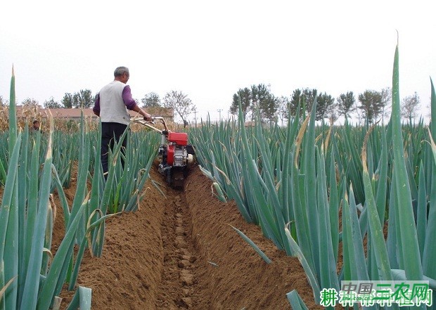 培土对大葱起什么作用？