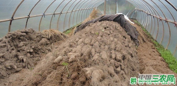 冬季山药有几种贮藏方法？