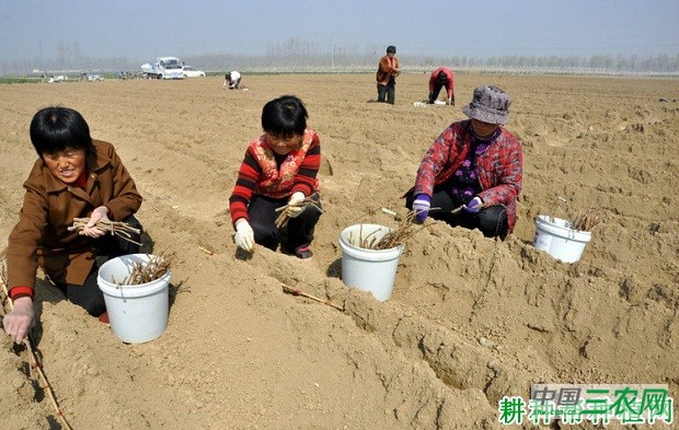 山药打洞栽培定植时要注意什么？