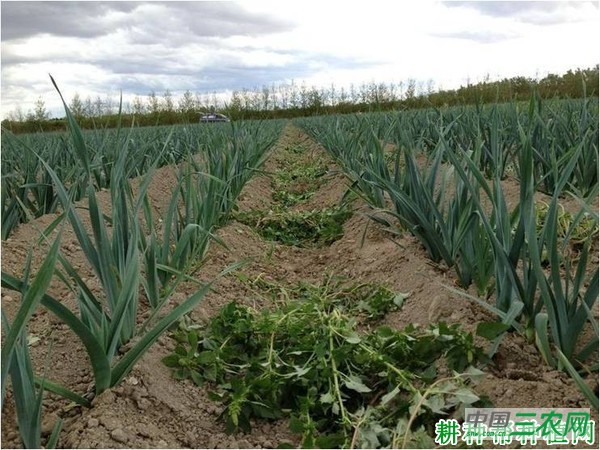 种植大葱如何除草？