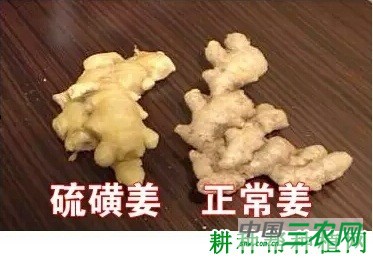 哪些生姜不能吃？