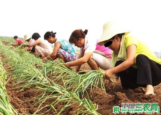 大葱有几种定植方式？