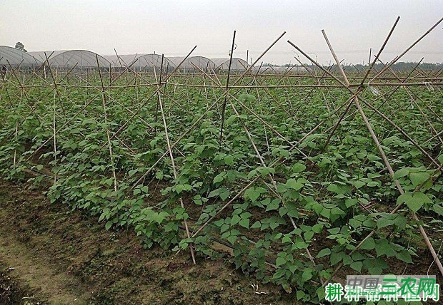 种植豆角怎么让豆角多坐荚？