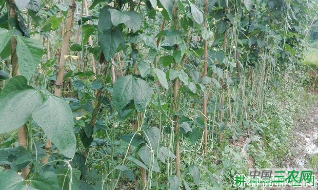 种植豆角怎么让豆角多坐荚？