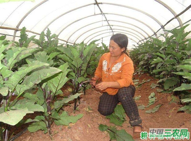 种植茄子如何剪叶？