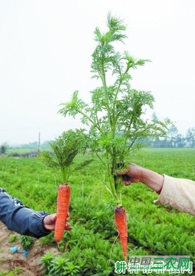 种植胡萝卜怎么预防先期抽薹？