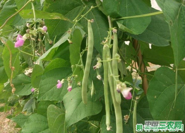 打什么药能提高四季豆（菜豆）产量？