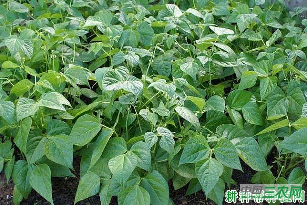 打什么药能提高四季豆（菜豆）产量？