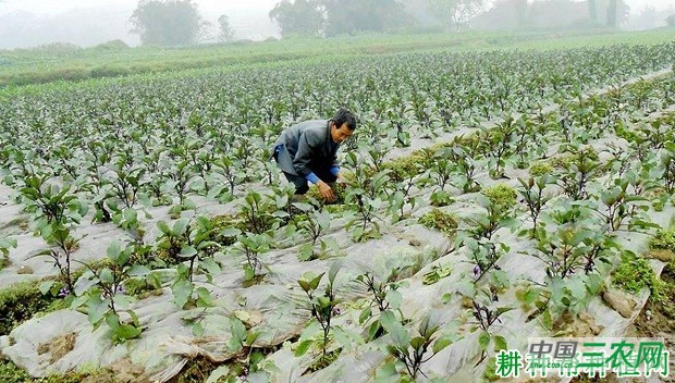 种植茄子如何施氮肥？