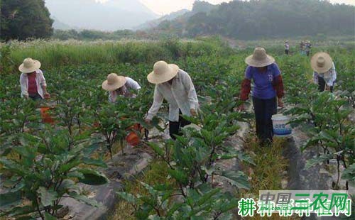 种植茄子如何施氮肥？