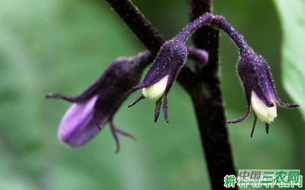 种植茄子怎么提高坐果率？