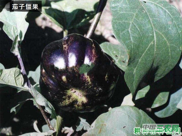 种植茄子如何防治僵果产生？