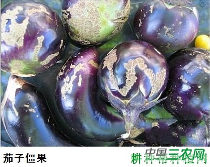 种植茄子如何防治僵果产生？