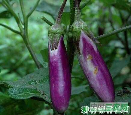 种植的茄子为什么变白？