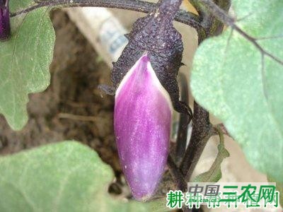 种植的茄子为什么变白？