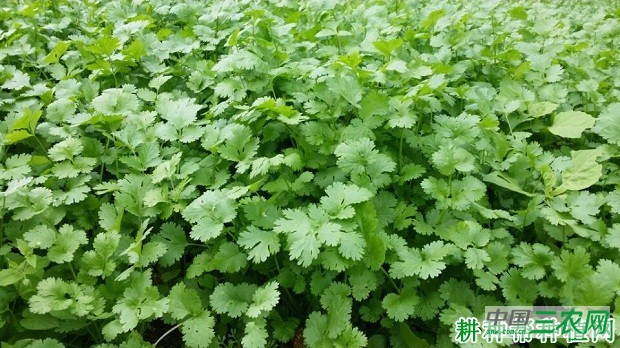 种植香菜（芫荽）如何延长采收期？