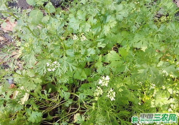 种植香菜（芫荽）如何防抽薹？