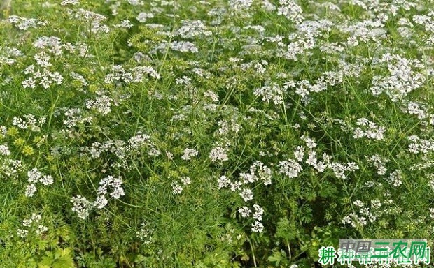 种植香菜（芫荽）如何防抽薹？