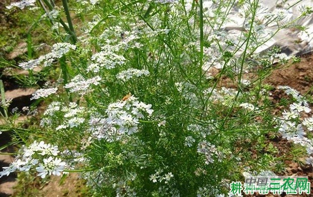 种植香菜（芫荽）如何防抽薹？