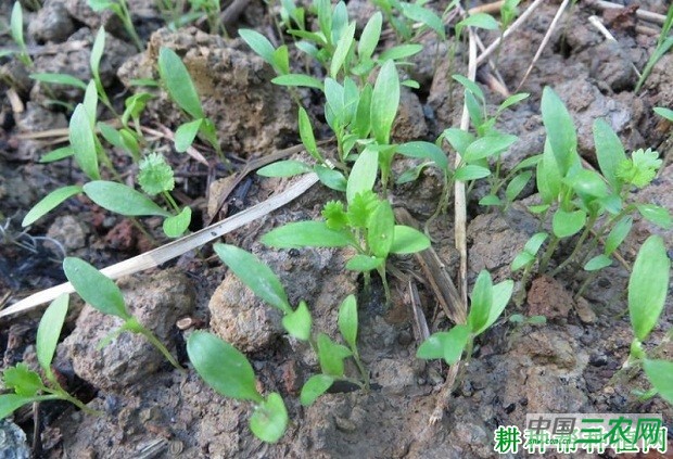 种植香菜（芫荽）为什么要使用除草剂？